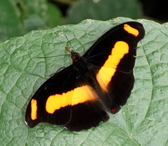 Catonephele chromis chromis