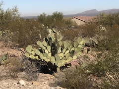Opuntia engelmannii engelmannii