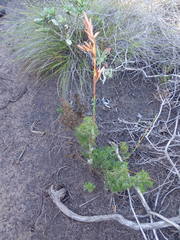 Thamnochortus glaber