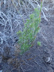 Thamnochortus glaber