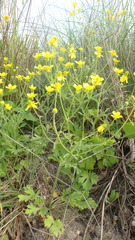 Ranunculus oxyspermus