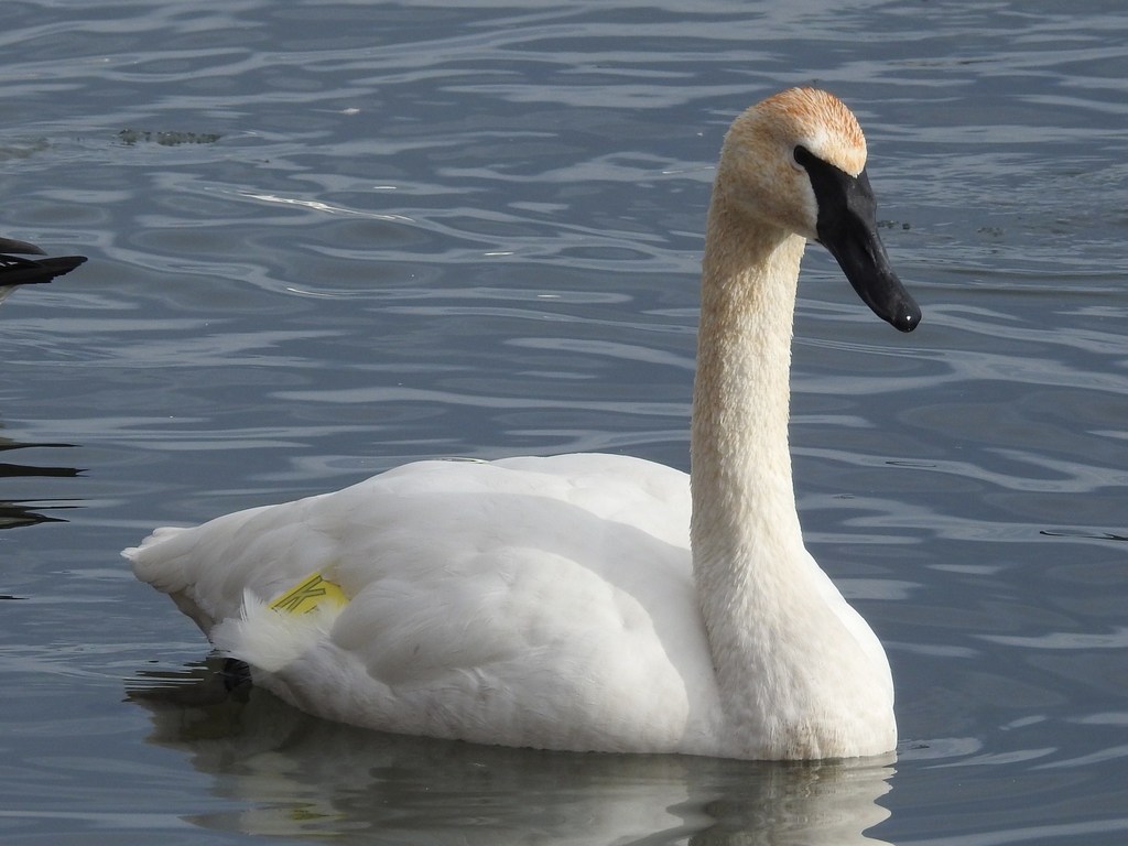 Trumpeter Swan (Birds of Missouri (Any Time of Year) (Unfinished)) ·  iNaturalist