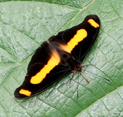 Catonephele chromis chromis