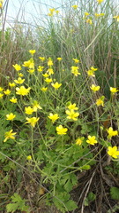 Ranunculus oxyspermus