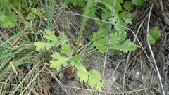 Ranunculus oxyspermus