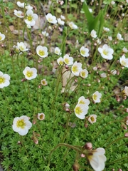 Saxifraga cespitosa