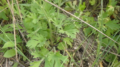Ranunculus oxyspermus