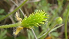 Ranunculus oxyspermus