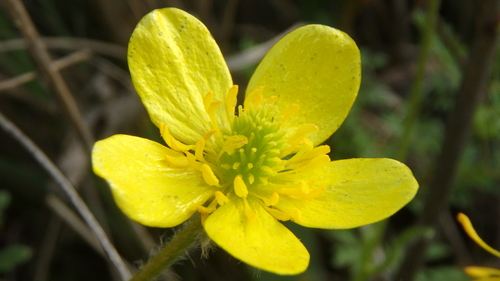 Ranunculus oxyspermus