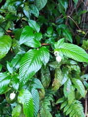 Rubus leucanthus