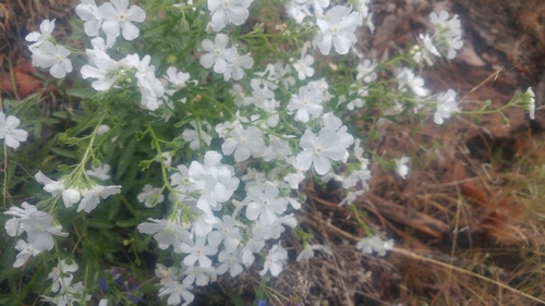 Showy stickseed (Hackelia venusta) · iNaturalist