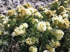 Anthyllis barba-jovis