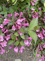 Weigela hortensis