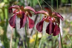 Sarracenia jonesii