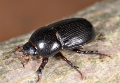 Euetheola