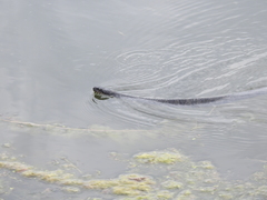 Nerodia sipedon insularum