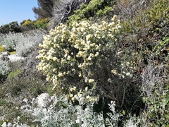 Anthyllis barba-jovis