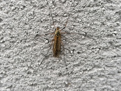 Nephrotoma appendiculata