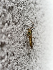 Nephrotoma appendiculata