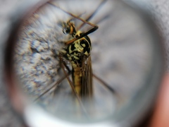 Nephrotoma appendiculata