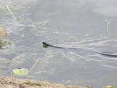 Nerodia sipedon insularum