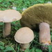 Boletus variipes - Photo (c) mycowalt, some rights reserved (CC BY-SA), uploaded by mycowalt