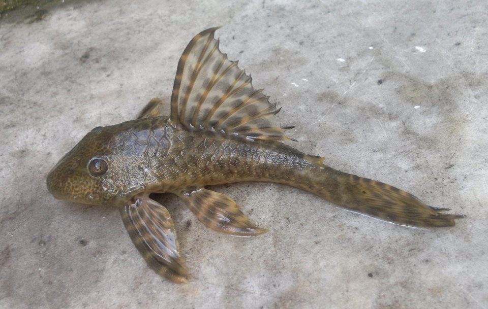 Hypostomus boulengeri