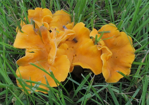 Smooth Chanterelle