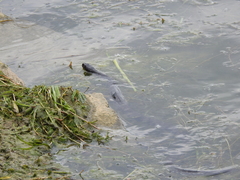 Nerodia sipedon insularum