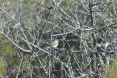 Serpophaga griseicapilla