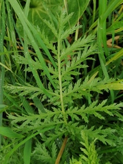 Tanacetum vulgare