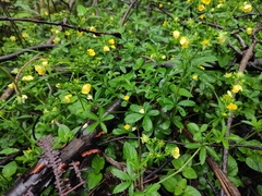 Potentilla kleiniana