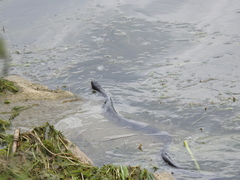 Nerodia sipedon insularum