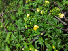 Potentilla kleiniana