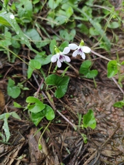 Viola hamiltoniana
