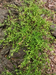 Sagina japonica