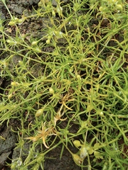 Sagina japonica