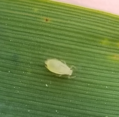 Rhopalosiphina