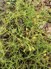 Sagina japonica