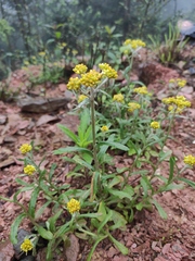 Pseudognaphalium affine