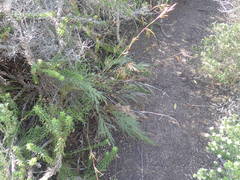 Thamnochortus glaber