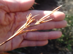 Thamnochortus glaber