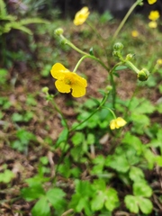 Ranunculus japonicus