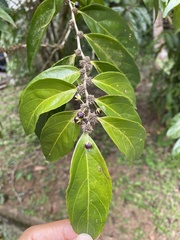 Piparea dentata