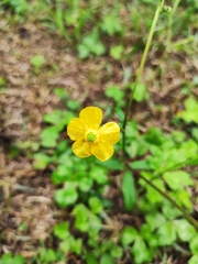 Ranunculus japonicus