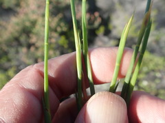 Hypodiscus willdenowia