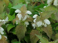 Lamium album