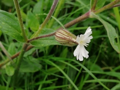 Silene latifolia