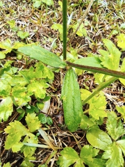Ranunculus japonicus