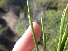 Hypodiscus willdenowia